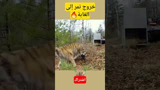 خروج نمر سيبيري إلى الغابة shorts animals برية حيوانات النمر tiger tigers نمر الغابة غابة