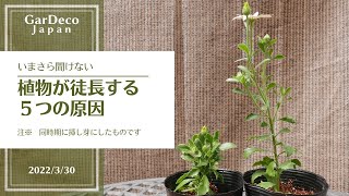 【いまさら聞けない】植物が徒長する５つの原因