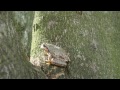 オカリナ かざぐるま  一青窈