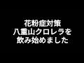 効果あるか分かりませんが花粉症対策に八重山クロレラを飲み始めまし