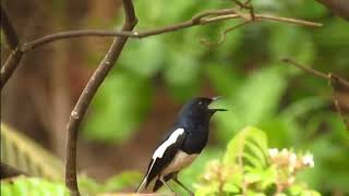 Nada notifikasi pesan wa burung KUCICA KAMPUNG//KACER