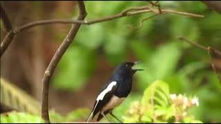 Nada notifikasi pesan wa burung KUCICA KAMPUNG//KACER