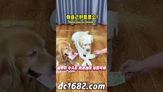 我也要跟它一样的 #狗狗 #宠物 #狗狗 #笑笑