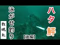 敷嶋丸ハタ、ヒラメ釣り【後編】2020年11月15日 の動画、YouTube動画。