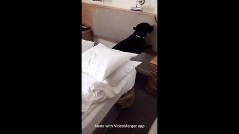 Bed Bug detection dog, k9 search room find inside soft chair sniffer dogs