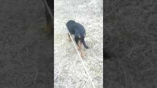 In Amintirea Catelusei Mele Cora .