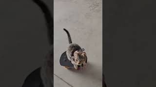 🐱Cat's Superb Skateboarding Skills #Cute #Pets #Animals #Cat #Funny #Shorts #Tiktok