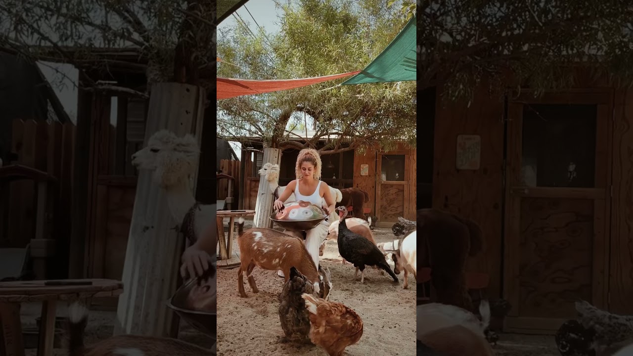 Have you seen something cuter than this? #animals #shorts #music #handpan