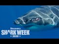 Meet The Joker A Shark With A Giant Scar Shark Week