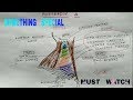 Posterior Triangle of Neck ( Boundary , floor )