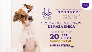 Persuasión Establecer Ciudadano Webinar para Groomers: ✂🐶 Grooming en perros de raza única con César  Salamanca - YouTube