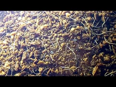 Нотобранхиусы гюнтера