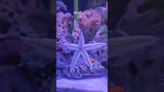 Sand Sifting Starfish on Glass | Unexpected Starfish Behavior |  Starfish Climbing Glass #reeflife