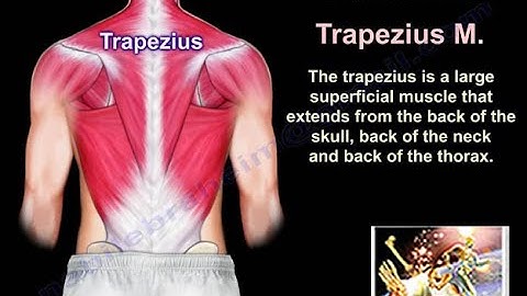 Anatomy Of The Trapezius Muscle - Everything You Need To Know - Dr. Nabil Ebraheim