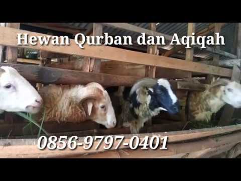 0856 9795 0401 WA Pasar Kambing Cianjur  Harga  Domba di  