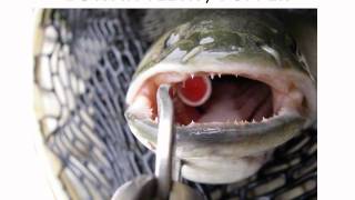 Fly Fishing Southern NJ Power Point Slideshow