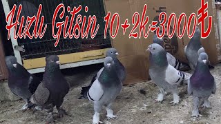 Hızlı Oyun Kuşları.