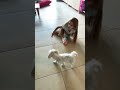 #funnyshorts