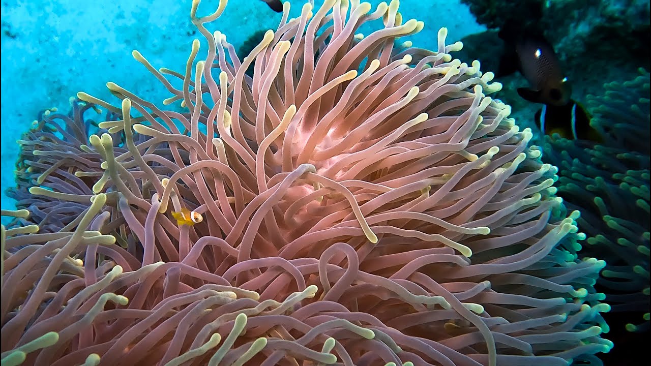 Southern Egypt. Magnificence of the Red Sea