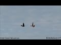 Harrier Chasing Crow - Middlebury VT