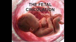 Fetal Circulation easy Explained | Understanding Baby's Blood Flow in the Womb