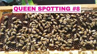 ☯️ QUEEN SPOTTING #8 ~ SPOT THE QUEEN EVERYTIME! #beekeeping