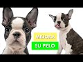 COMIDA NATURAL para PERROS ¡mejorar su pelo y salud! 🐶🐱😋  | Apto para gatos