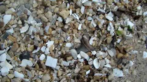 finding a fossil megalodon shark tooth @ calvert cliffs