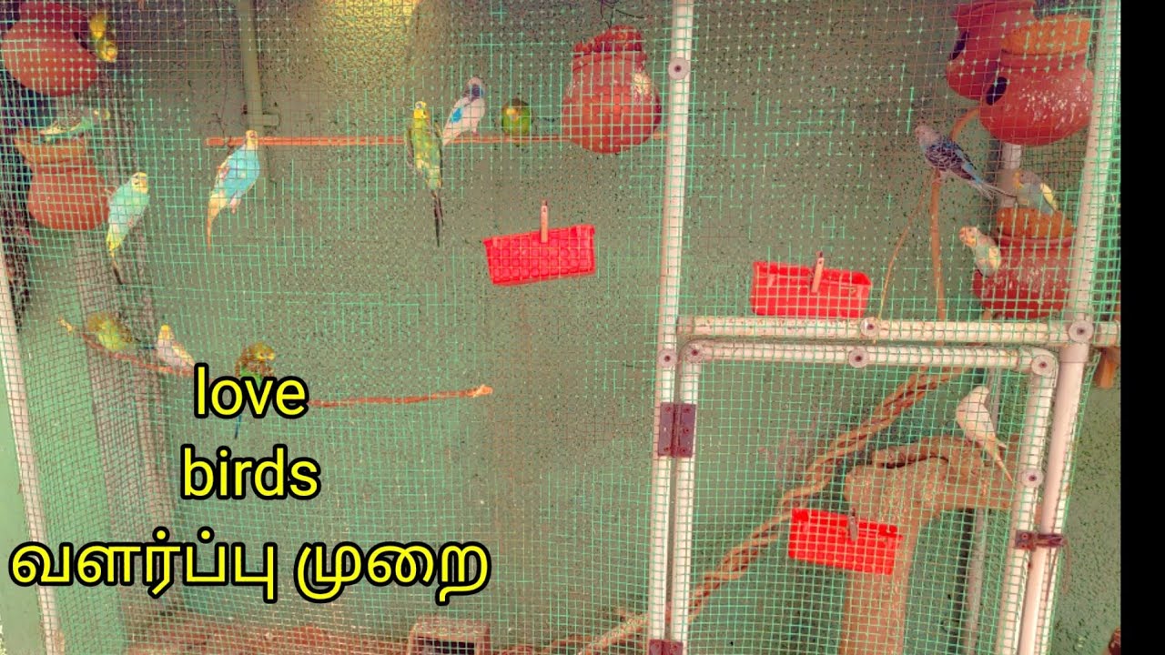 love birds care and food in Tamil/Angel kitchen YouTube