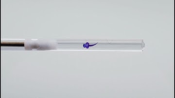 ZEISS Lightsheet 7 - Sample Preparation Guide