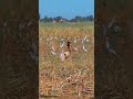 الرئيس السابق لجمهورية السودان 