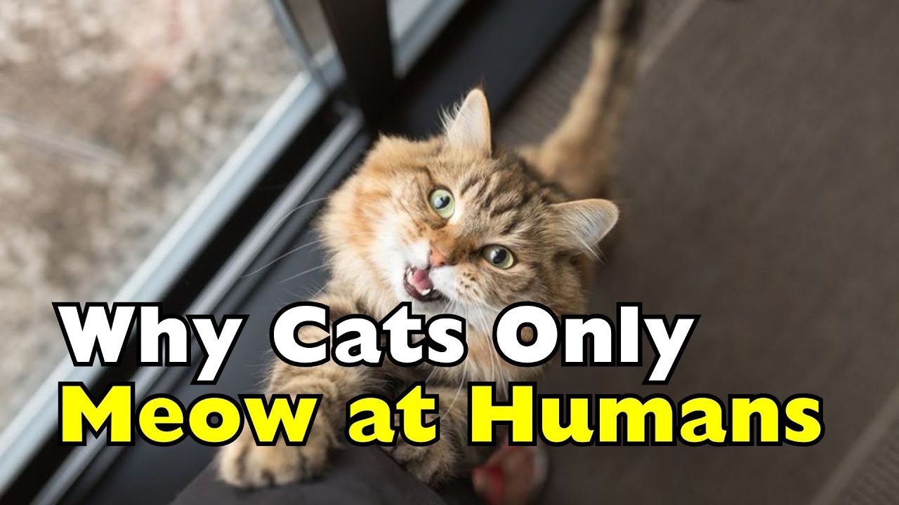 Почему кошки мяукают на людей, но не на других кошек? [ID2202]