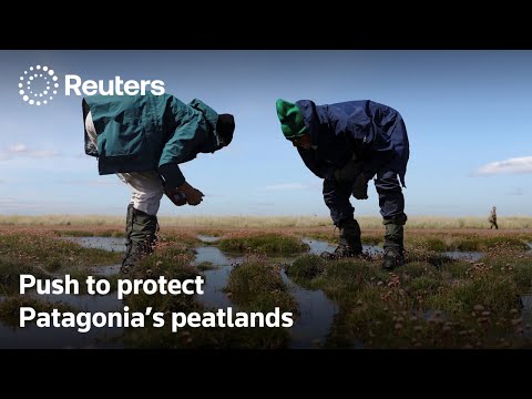 New push to protect Patagonia's carbon-rich peatlands | REUTERS