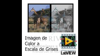 Pasar Una Imagen PNG a Escala de Grises con LabVIEW