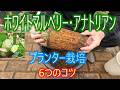 【ホワイトマルベリー・アナトリアン】プランター栽培 6つのコツ 26/5/1