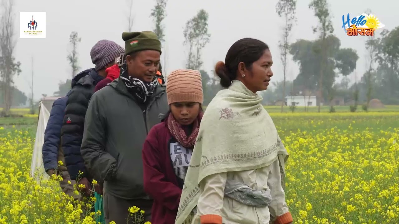 kaliram tharu krisk pathasala tori kheti 2082 9 22