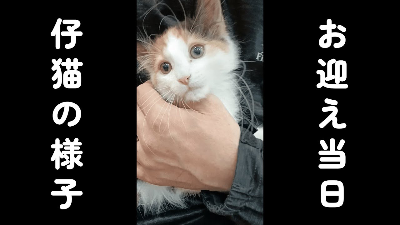 ハニちゃん、初めてのお家に戸惑う