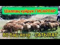 Чоң куйруктуу ГИСАР КОЧКОРЛОР келди | Шашылыш САТЫЛАТ