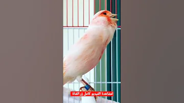 تغريد كناري موزايك نارررر 