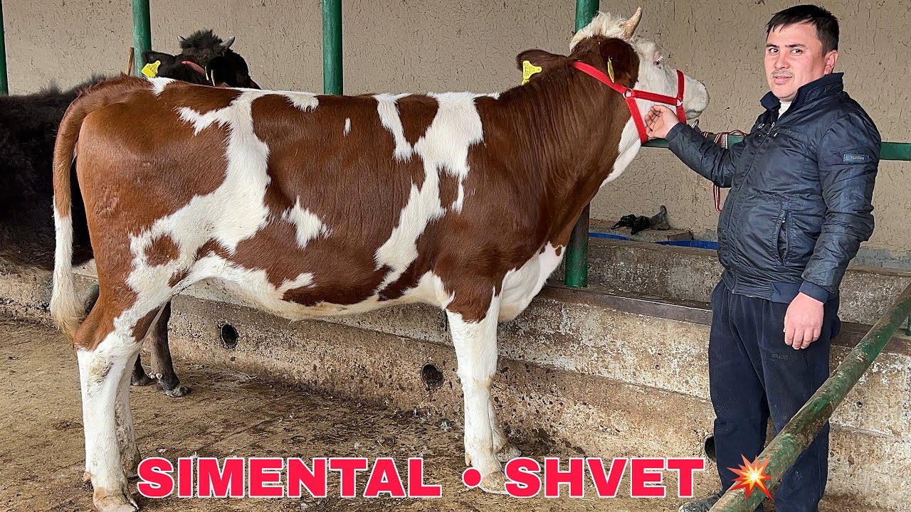 ARZONCHI 🥇AKADAN 💥YANGI PARTIYA ✅