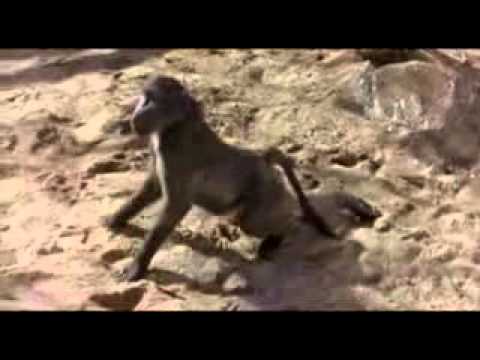 Drunk animals - Marula fruit party!!