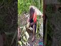 CE SINGE EST UN AGRICULTEUR HORS PAIR !!! #agriculture #monkey #monkeys #monkeyvideo #humour