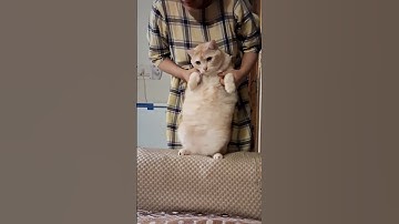 Thumbnail of shake you Body with me!! #catvideos  #BellyDancer #song #music #mdbc