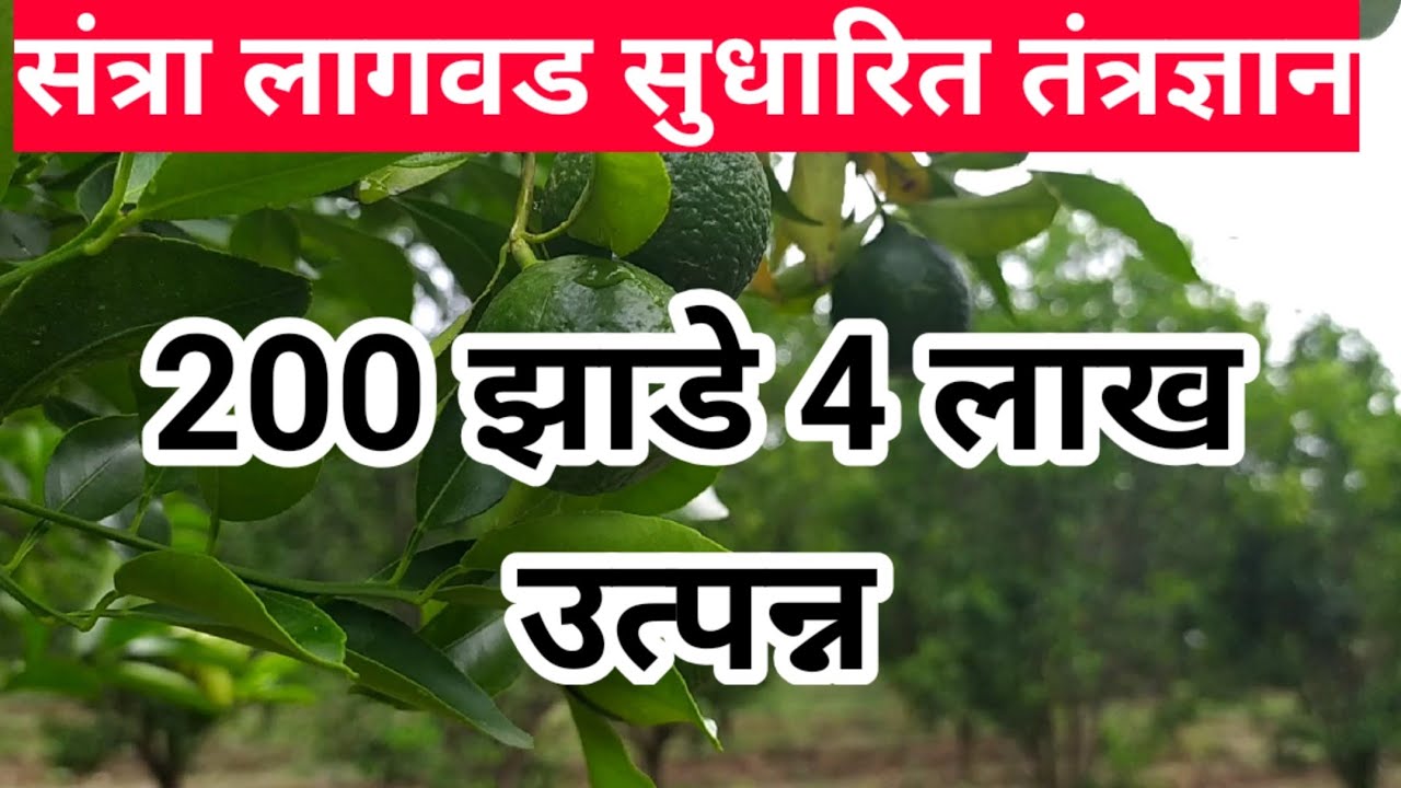 संत्रा लागवड सुधारित तंत्रज्ञान || 200 झाडे 4 लाख उत्पन्न | संपूर्ण माहिती