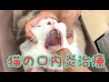 【動物病院】猫の難治性口内炎治療