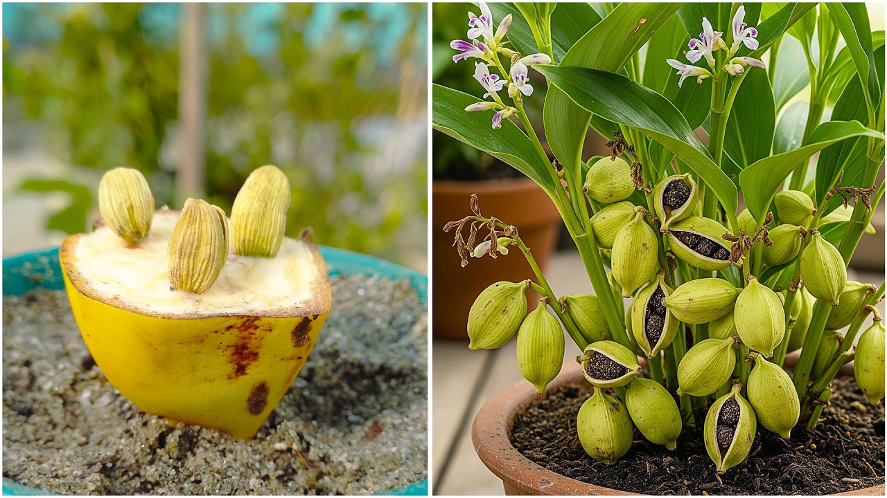 Grow Cardamom at Home 🌿 | Easy Pot Method for Beginners