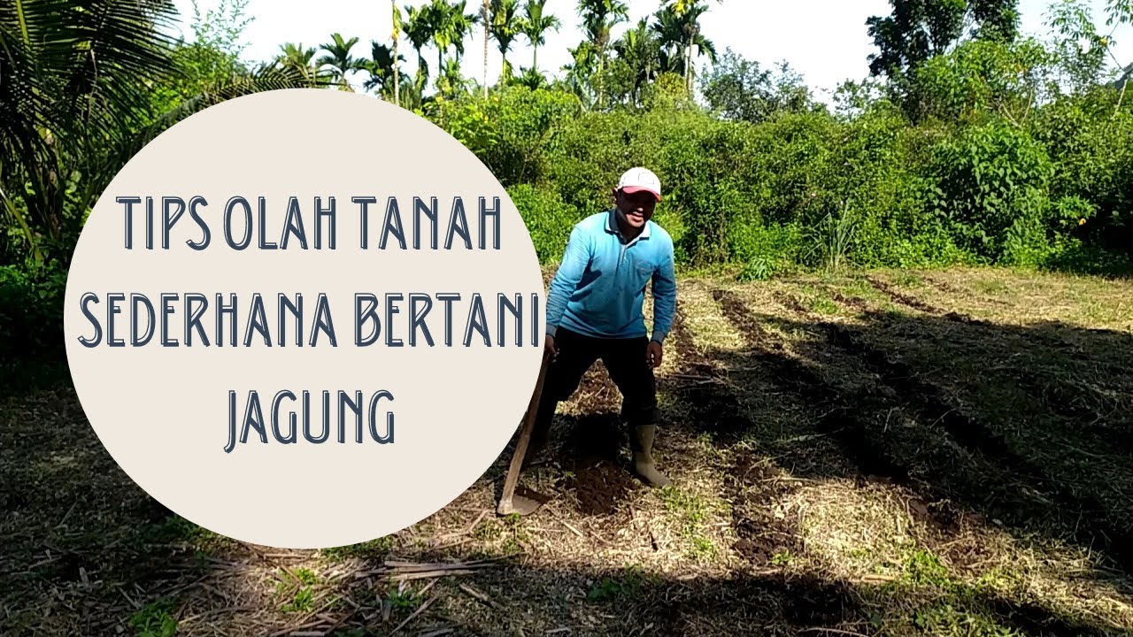 Tips olah tanah sederhana bertani jagung || jalur tanam atau palir