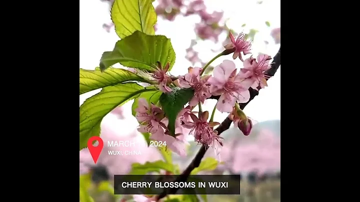 Cherry blossoms in Wuxi - DayDayNews