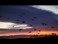 Alberta Pea Field Duck Hunting - Fowled Reality