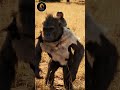 Life Million Years Ago | Hominid History Hub | The Struggle for Survival in Prehistoric Times #116